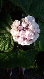 arbusti a fioritura estiva