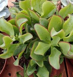 CRASSULA OVATA - ALBERO DI GIADA - Altre grasse succulente - Ladre di Piante