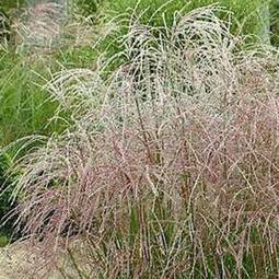 Cassetta di muschio - Piante erbacee graminacee - Ladre di Piante