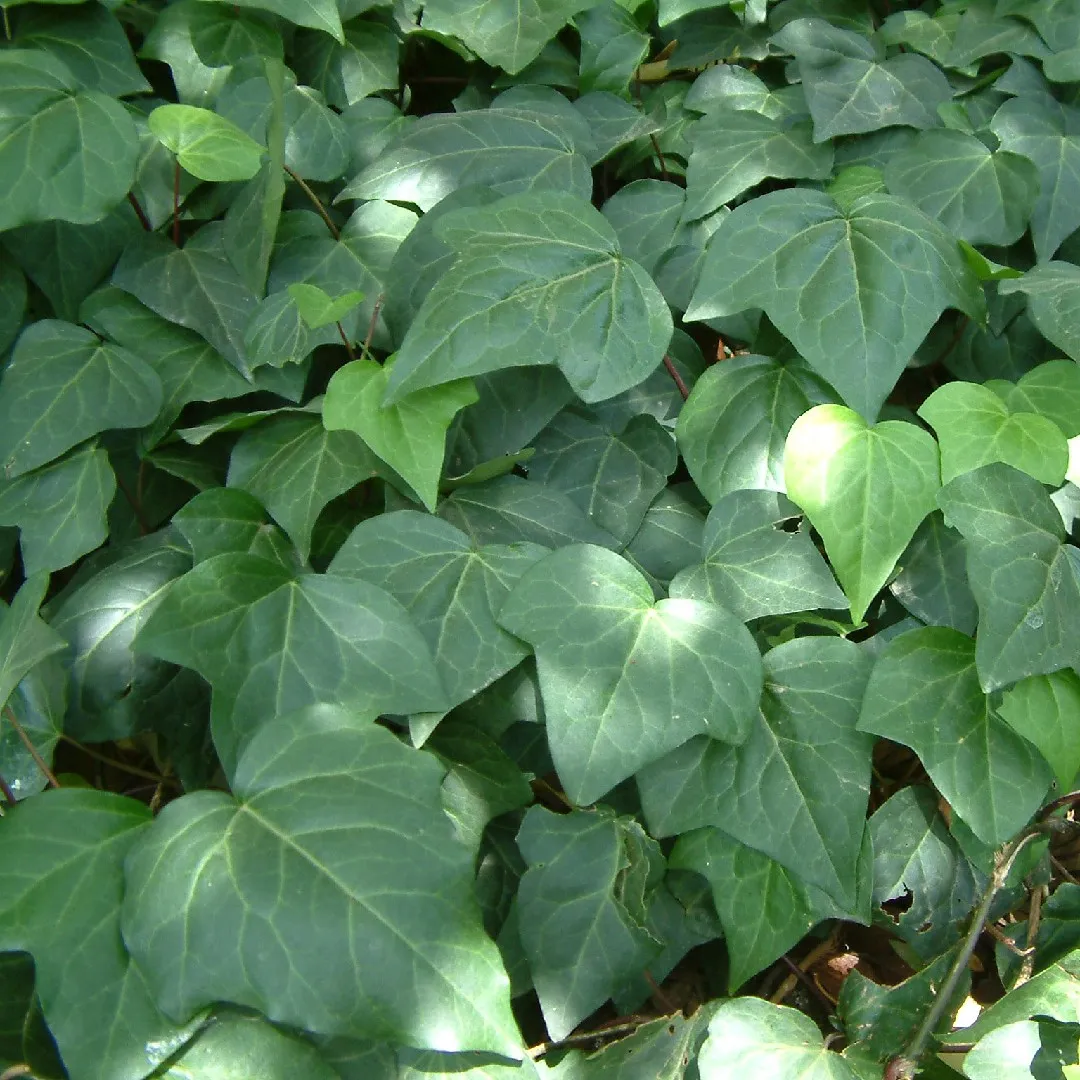 Hedera Edera - Piante Rampicanti - Vendita piante online - Ladre