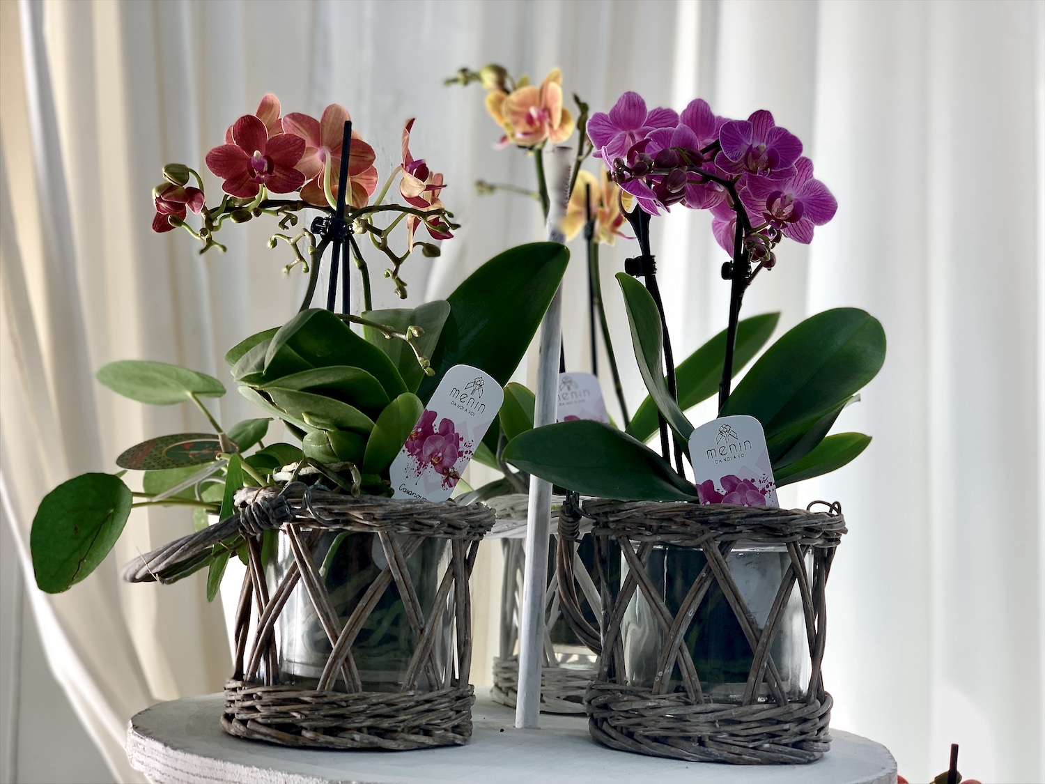 Piante di orchidee - Orchidee - Orchidee piante