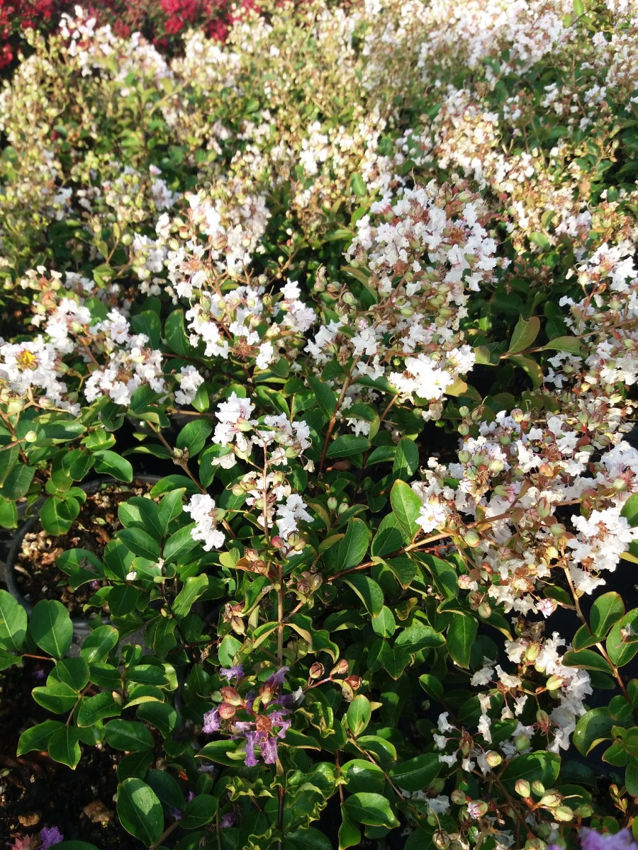 Lagerstroemia Indica Bianca - Piante Vere Fiorite da Esterno - Kentis