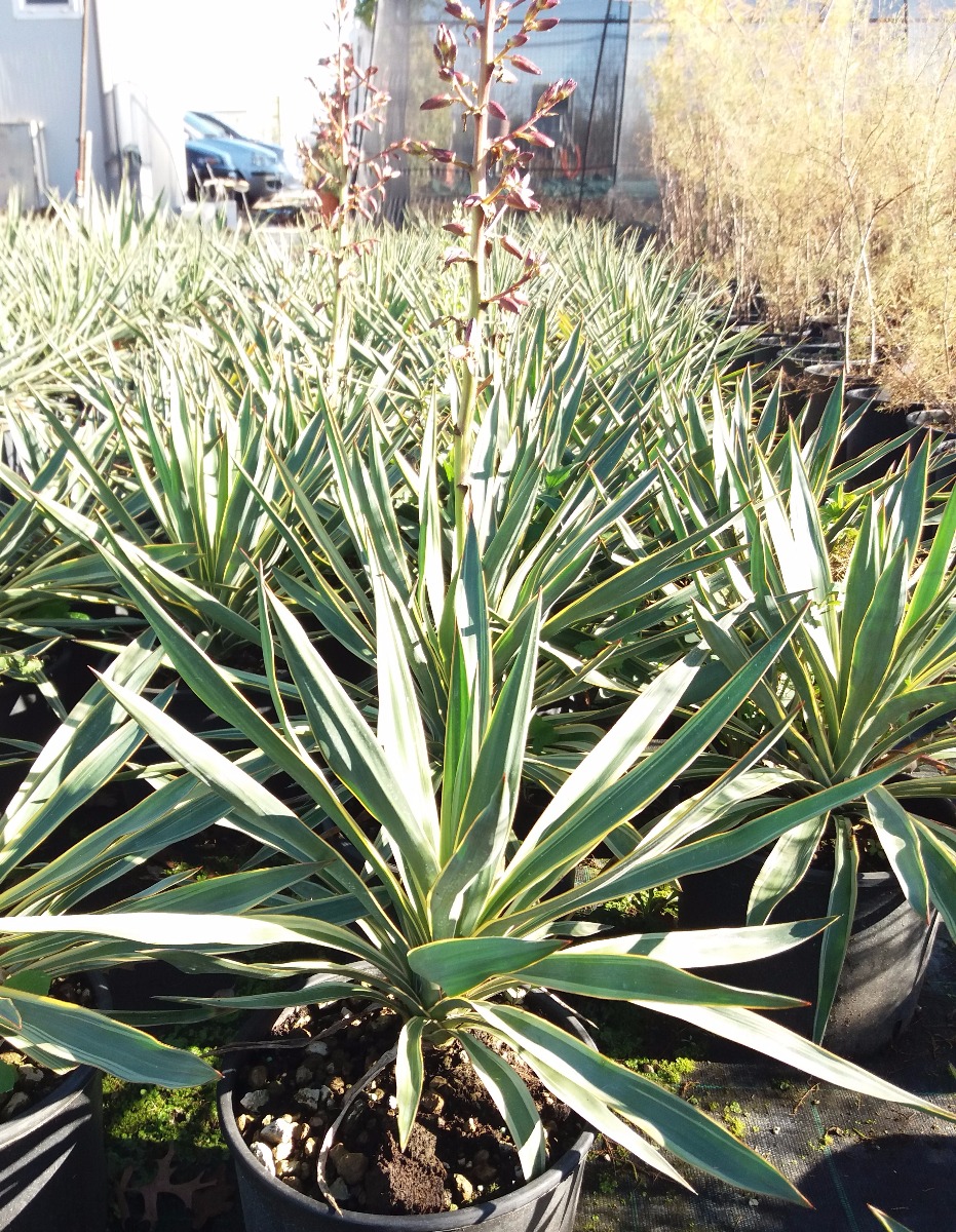 Yucca gloriosa Variegata vendita on line - Yucca - Ladre di Piante