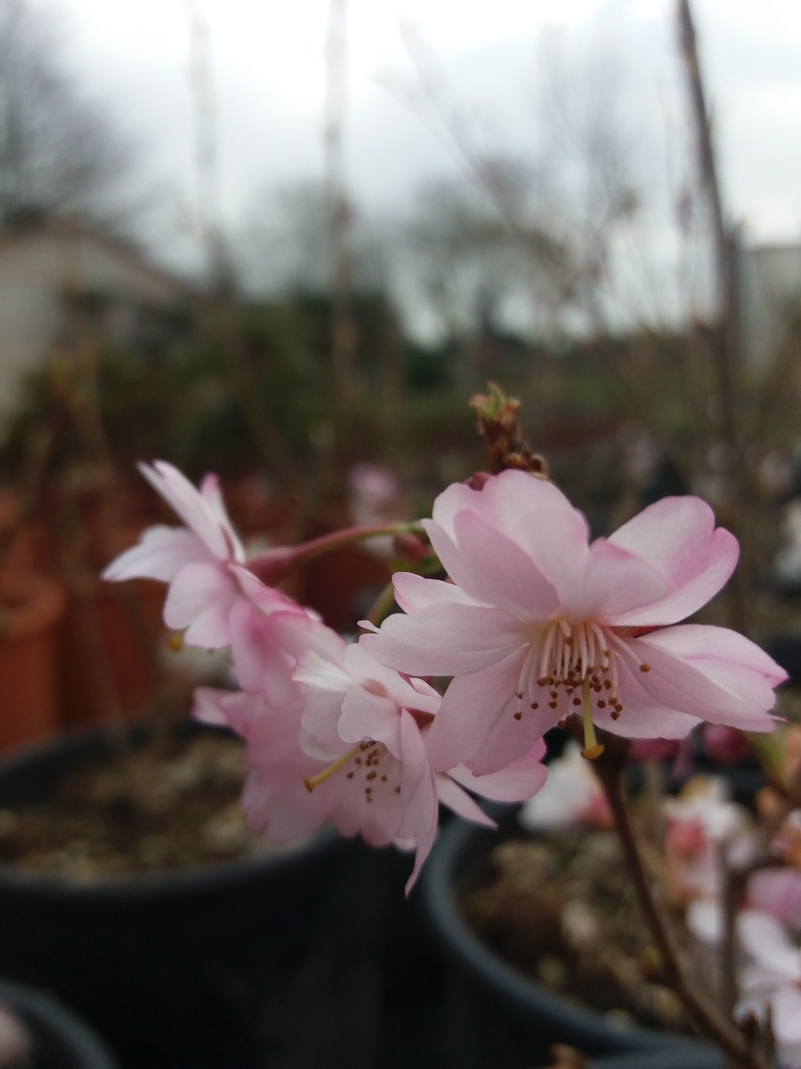 Ciliegio da fiore (Prunus serrulata)