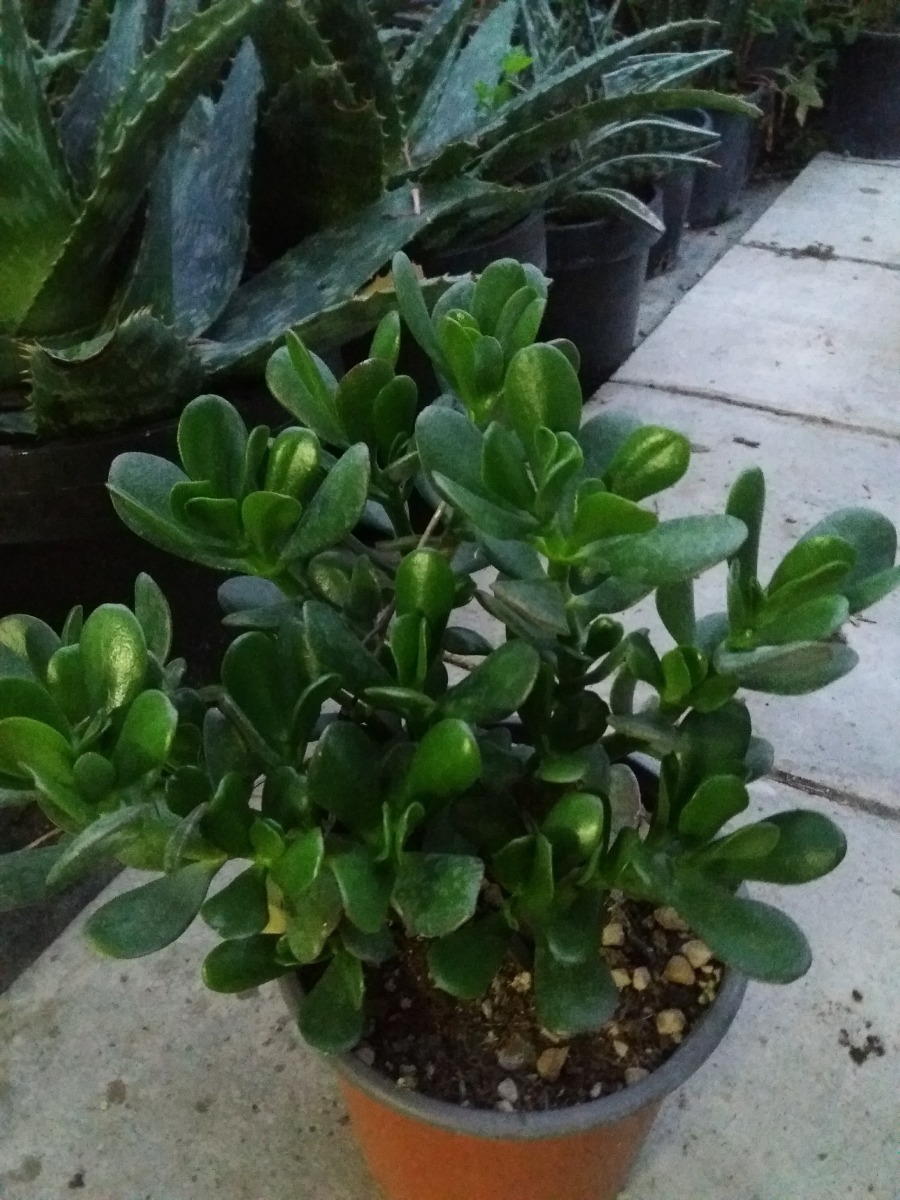 Albero di giada (Crassula ovata): usa questo fertilizzante naturale per  renderla super rigogliosa