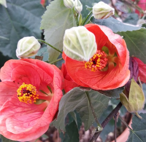 ABUTILON MEGAPOTAMICUM LANTERNA CINESE VASO 18