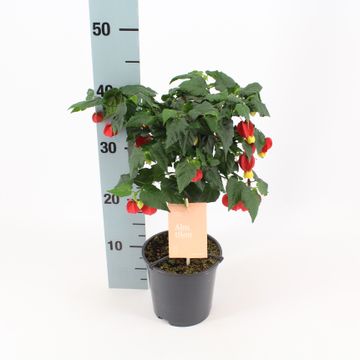 ABUTILON MEGAPOTAMICUM LANTERNA CINESE VASO 18